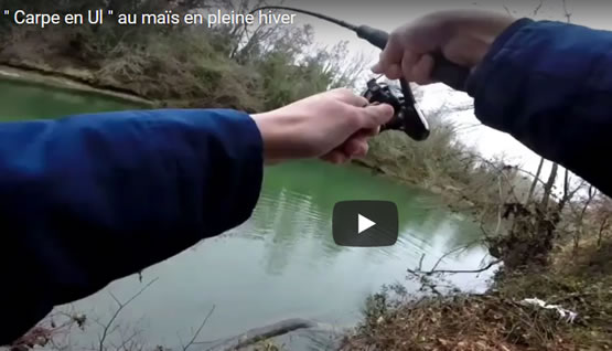 Carpe en UL au maïs en pleine hiver